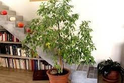 Les plantes qui purifient la maison !